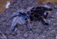 /album/arachnida/eupalaestrus-weijenberghi-h-jpg/